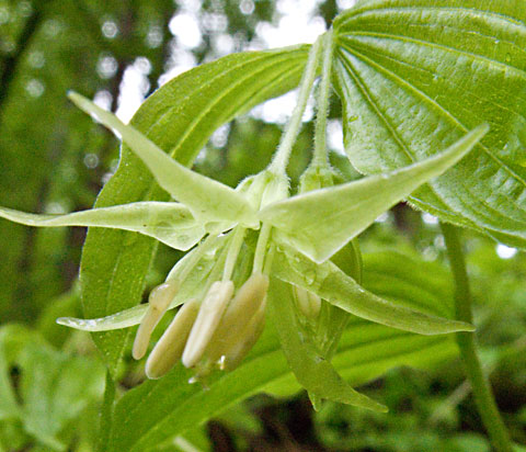 closeup of flower